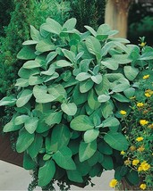 Grow In US 100 Broadleaf Sage Seeds Heirloom Non-Gmo Always For Your Garden - £6.22 GBP