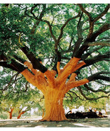 Quercus suber 10+ seeds cork oak evergreen oak tree seed Acorns semillas graines - $10.55 - $18.99