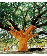 Quercus suber 10+ seeds cork oak evergreen oak tree seed Acorns semillas... - $10.55+