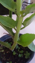 Cissus quadrangularis exotic square shape succulent fig cactus vine climber - £23.16 GBP