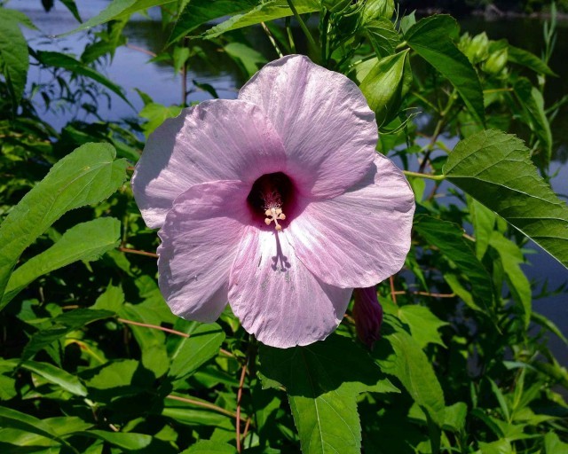 Primary image for Hibiscus Laevis (Rose Mallow) 40 seeds