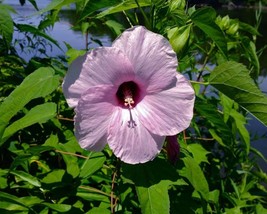 Hibiscus Laevis (Rose Mallow) 40 seeds - £2.52 GBP