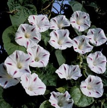 25 Seeds Morning Glory Ipomoea Milky Way Annual Seeds - £17.16 GBP