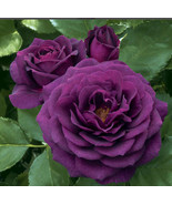 Deep Purple Rose Seeds Perennial Large Blooms 10 Seeds Fresh Seeds - $9.00