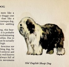 Old English Sheep Dog 1939 Breed Art Ole Larsen Color Plate Print Antique PCBG18 - £23.71 GBP