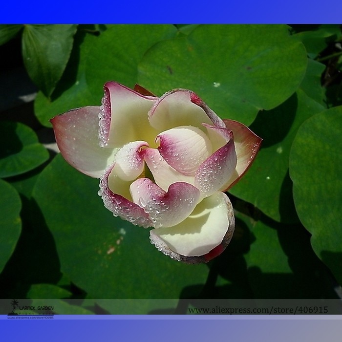 SL New White Purple Nelumbo Nucifera Lotus Flower Seeds, Professional Pa... - $0.80