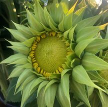 Sunflower Sunfill Green Sun Flowers RARE and LIMITED STOCK non gmo 10 Seeds - £6.22 GBP
