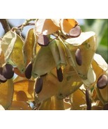 West African copal tree,Daniellia oliveri, Gum tree, copal tree, 10 seed... - $35.00