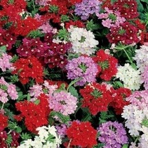 Verbena Ideal Florist Mix 6 Colors 12&quot; Dwarf Butterflies Love Non-Gm0 200 Seeds - £7.07 GBP