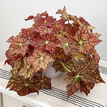 15 Seeds Begonia Autumns Delight House Plant Garden Flowers Fresh USA Fa... - £12.74 GBP