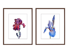 Original watercolor Set of 2 Botanical Painting Flowers Irises 21x28 cm ... - $250.00