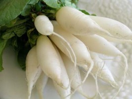 400 Radish Seeds- White Icicle Heirloom- Seeds Garden Usa Shipping - $10.78