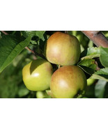 RD 25+ Newtown Pippin Apple Seeds for Garden Planting  - $5.15