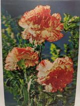 Vintage 1977 3D Flower Post Card To Ann From Dan Pili Rich Susan - €11,98 EUR