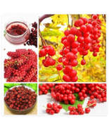 Schisandra Seed Tree Fruit Bonsai Tree Chinese Magnolia Vine - $17.19 CAD