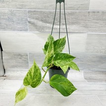 VP Marble Queen Pothos Variegated Indoor Live Plant ,Snow Queen - In 4&quot; Hanging  - $31.49