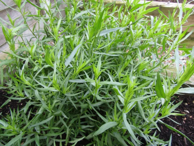 Tarragon Seeds Artemisia Dracunculus 300 Seeds Fresh Garden - £10.94 GBP