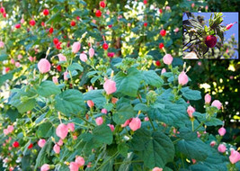 HT 7 Pink &amp; 8 Red Turk&#39;S Cap Seeds Sleepy Mallow Hibiscus Organic 10 Har... - $13.73