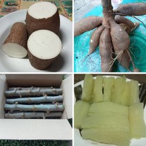 White Cassava manioc yuca Manihot esculenta cutting rod for growing Thai... - $5.00