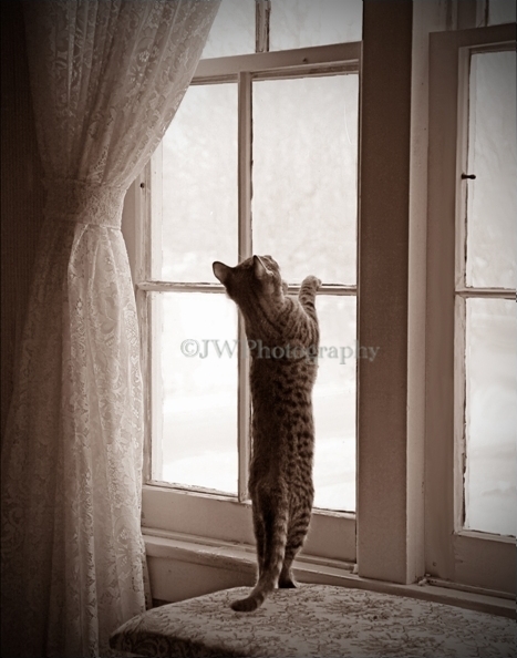 Sepia OR B&W Kitten Cat Waiting Play Patiently in Window 11x14 Art Photography - $24.00
