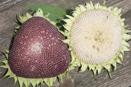 Fresh Seeds Giant White Seeded Sunflower 10 Seeds Solid White Massive Seed Heads - $22.96