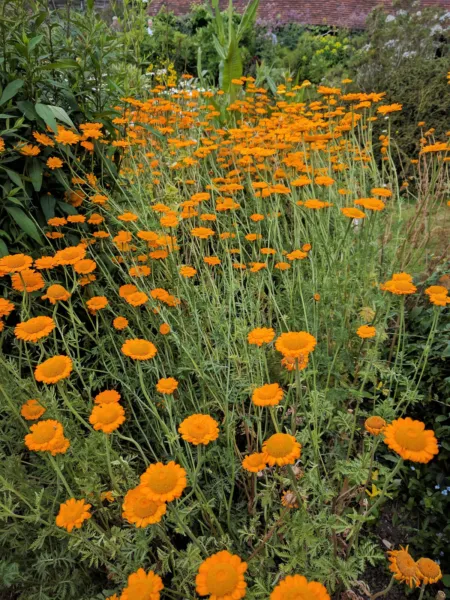 250 Orange Marguerite Daisy Anthemis Sancti Johannis Chamomile Flower He... - £7.81 GBP