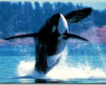 Greenpeace Publicité Killer Baleine Orca non Utilisé Unp Chrome Carte Po... - $8.13