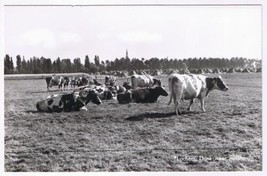 Holland Netherlands Postcard RPPC Lochem Drink Meer Melk Cows Pasture More Milk - £3.20 GBP