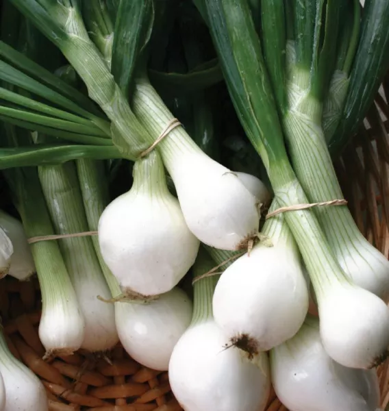 DW Garden Seeds Crystal White Wax Onion 250 Seeds Fresh - £7.81 GBP