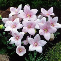 25 Balloon Flower Rose Flower Seeds - £23.95 GBP