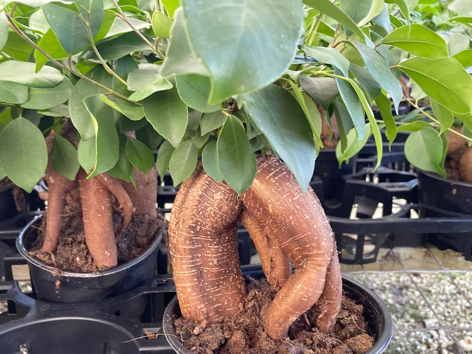 Ficus microcarpa ininese Banyan Bonsai Tree 6&quot;&quot; Pot Very Large Healthy M... - $61.69