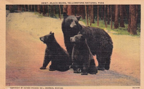 Black Bears Yellowstone National Park Souvenir Postcard A17 - $2.96