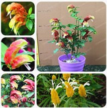 100 Pcs Justicia Brandegeana Diy Potted Or Yard Flower Plant Easy To Grow For -  - £5.60 GBP