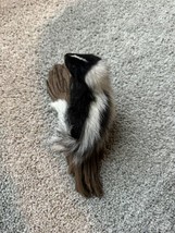 skunk baby taxidermy mount SK11 - £328.56 GBP