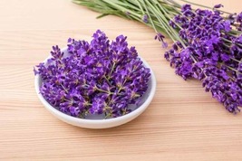 100 Seeds of Lavender Munstead Flower Seeds USA Grown - £14.35 GBP