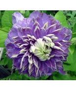 Blue Light Clematis Vine Blooms Spring &amp; Fall 2.5&quot; Pot Plant - $47.40 CAD