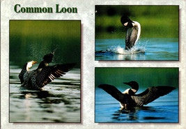 The Common Loon (Gavia Immer) Vintage Postcard Continental - £5.16 GBP