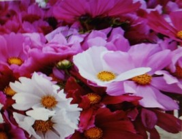 Cosmos Mixed Flower Seeds Fresh Garden - £8.97 GBP