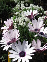 50 Pcs White African Cape Daisy Seeds #MNSB - £11.78 GBP