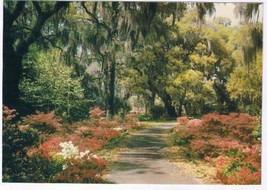 Postcard Springtime Along The Gulf Coast Of Florida - £2.33 GBP