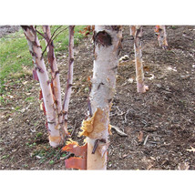 Potted Plant - River Birch - 1 Gallon - Garden &amp; Outdoor Living  - £71.93 GBP