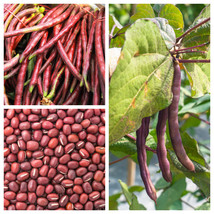 100 Red Ripper Cowpea Southern Cow Pea Vigna Unguiculata Bean Vegetable Seeds Fr - £11.59 GBP