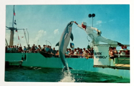 Hand Feeding Jumping Porpoises Dolphins Marineland Florida FL UNP Postcard 1970s - £6.36 GBP