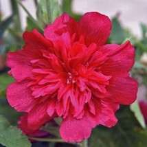 TISSEEDS 25 Celebration Hollyhock Seeds Perennial Flower Seed Flowers 875 Red FA - $8.99