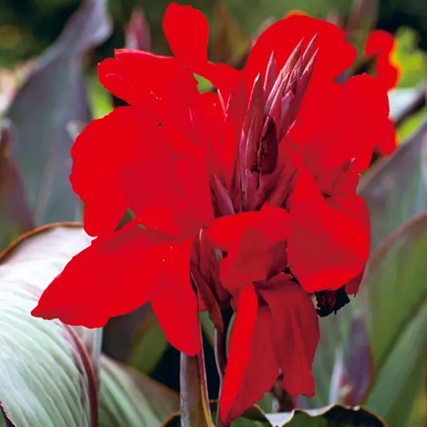 1 - AMBASSATOR Giant Canna Lily Flower Bulb Tuber Rhizome (THE BLACK KNI... - $31.14 CAD