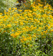 100 Mexican Mint Marigold Seeds (Tagetes Lucida) Medicinal Herb Spice &amp; Flower - £4.78 GBP