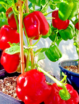 ArfanJaya 200 California Wonder Bell Pepper Mix Seeds Garden Vegetable Heirloom  - £7.30 GBP