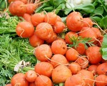 800 Seeds Parisian Round Carrot Seeds French Heirloom Vegetable Garden C... - $8.99