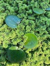1 Cup Azolla (fairy moss) and Frogbits Mixture - £7.76 GBP