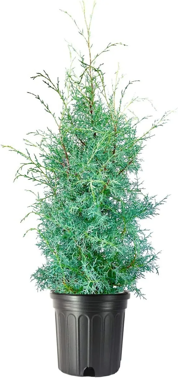 Carolina Sapphire Cypress Tree Extra Large 3 Gallon Tree - £75.97 GBP